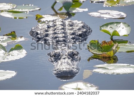 An alligator seen while hiking the Anhinga trail in the Everglades National Park in Florida.