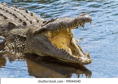 Alligator Shows Teeth With Mouth Open