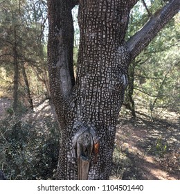 Alligator Skin Bark Of Juniper Tree