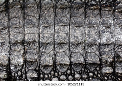 Alligator Skin Texture For Background