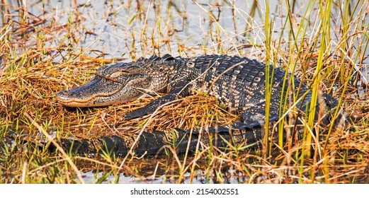 Alligator sleeping amond the grass