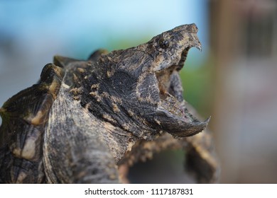 Alligator Snapping Turtle Stock Photo 1117187831 | Shutterstock