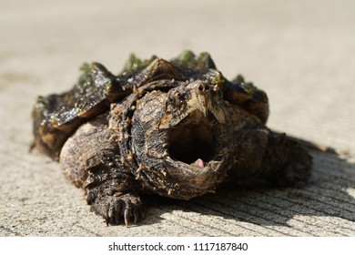 Alligator Snapping Turtle Stock Photo 1117187840 | Shutterstock