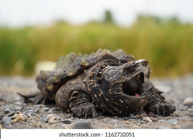 Alligator Snapping Turtle Stock Photo 1162732051 | Shutterstock