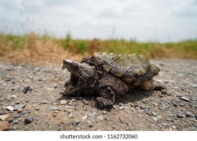 Alligator snapping turtle
