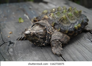 Alligator Snapping Turtle Exotic Turtle Stock Photo (Edit Now) 546553480