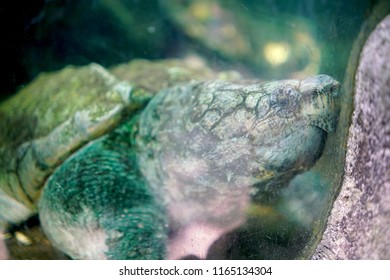 Alligator Snapping Turtle Aquarium Stock Photo 1165134304 | Shutterstock