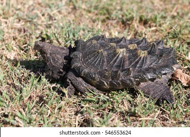 Alligator Snapping Turtle Exotic Turtle Stock Photo 546553624 ...