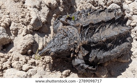 alligator snapping turtle hatchling on sand