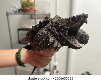 The Alligator Snapping Turtle is held by thick, rugged tail,and powerful jaws wide open as if ready to seize its prey. The turtle’s fierce expression, with eyes focused and its mouth agape.