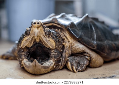 Alligator snapping turtle jaws open 