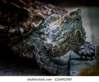 Alligator Snapping Turtle Macrochelys Temminckii Species Stock Photo ...