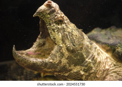 The Alligator Snapping Turtle (Macrochelys Temminckii) Is A Species Of Turtle In The Family Chelydridae. The Species Is Native To Freshwater Habitats In The United States.