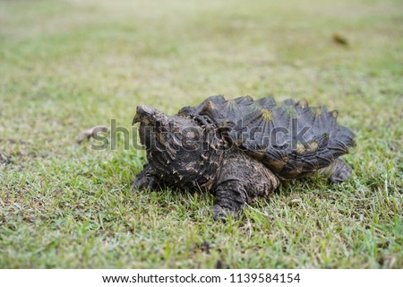 Alligator snapping turtle on the grass.