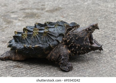 angry giant snapping turtle