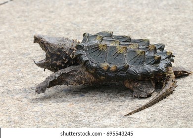 841 Angry turtle Images, Stock Photos & Vectors | Shutterstock