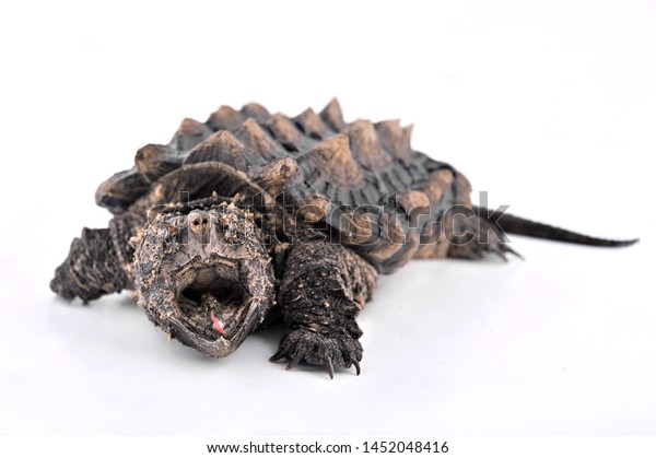 Alligator Snapping Turtle Open Mouth On Stock Photo (Edit Now) 1452048416