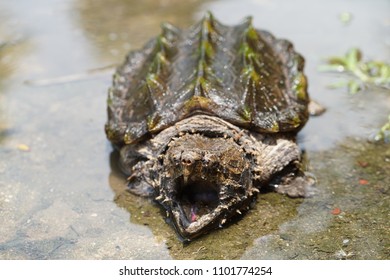 1,453 Alligator pool Images, Stock Photos & Vectors | Shutterstock