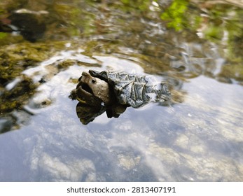 Alligator snapping turtle in river