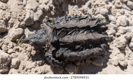 alligator snapping turtle shell close up 