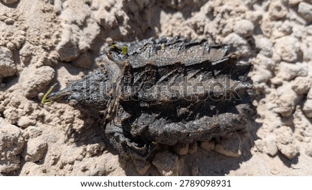 alligator snapping turtle shell close up 