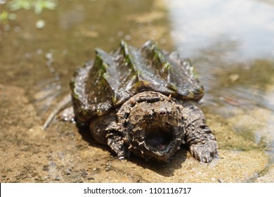 Alligator Snapping Turtle Small Pool Stock Photo 1101116717 | Shutterstock