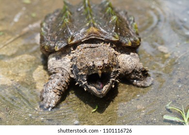 Alligator Snapping turtle in the small pool