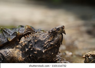 Alligator Snapping Turtle Small Pool Stock Photo 1101116732 