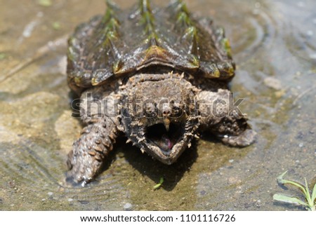 Alligator Snapping turtle in the small pool