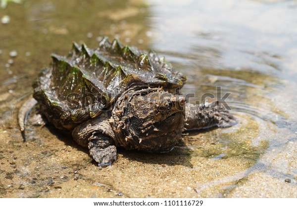 Suchen Sie Nach Alligator Schildkrote Im Kleinen Pool Stockbildern In Hd Und Millionen Weiteren Lizenzfreien Stockfotos Illustrationen Und Vektorgrafiken In Der Shutterstock Kollektion Jeden Tag Werden Tausende Neue Hochwertige Bilder Hinzugefugt