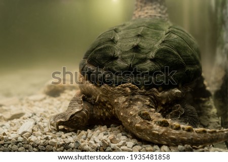 Alligator Snapping Turtle. tail and paws of the snapping turtle. underwater close-up rear view
