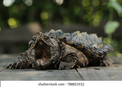 Alligator Snapping Turtle Wallpaper Background Stock Photo 788821912 ...