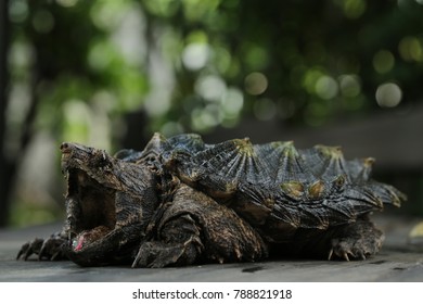 Alligator Snapping Turtle Wallpaper Background Stock Photo (Edit Now ...