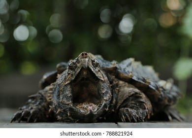 Alligator Snapping Turtle Wallpaper Background Stock Photo 788821924 