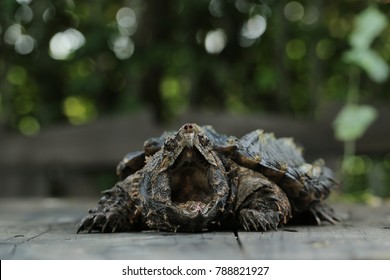 598 imágenes de Alligator snapping turtle - Imágenes, fotos y vectores