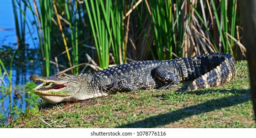 Alligator In St Andrews St Park, Panama City Beach, Fl