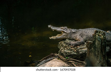 Alligator sun bathing beside swamp in a zoo, opened mouth, view side of body. Close up alligator on big rock, dark shadow cover water. Space for text in image.
