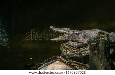 Alligator sun bathing beside swamp in a zoo, opened mouth, view side of body. Close up alligator on big rock, dark shadow cover water. Space for text in image.