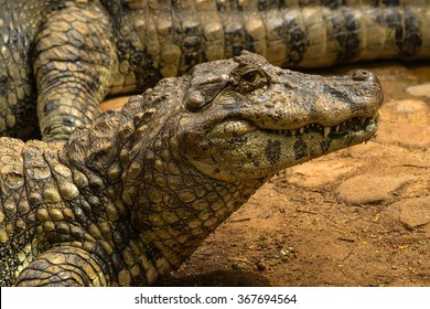 40,902 Brazilian animals Images, Stock Photos & Vectors | Shutterstock