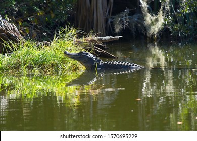 Alligator Sunning On A Log At Hanna Park Lake Area.