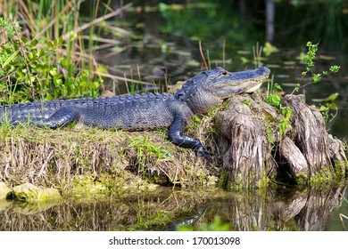 Alligator sunning on an old stump in the Florida Everglades 
