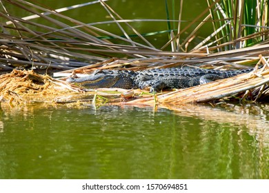 Alligator Sunning On Some Grass At Hanna Park Lake Area.