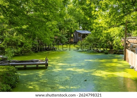 an alligator in a swamp at the Audubon Zoo in New Orleans Louisiana USA