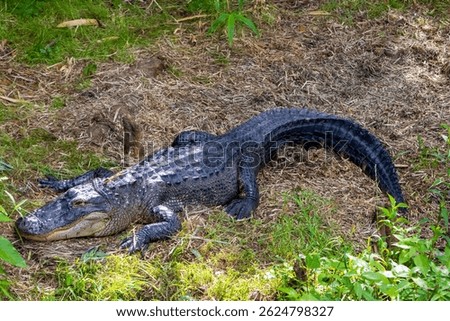 an alligator in a swamp at the Audubon Zoo in New Orleans Louisiana USA