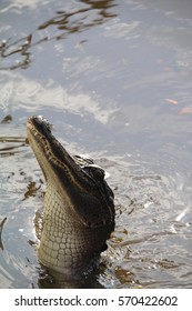 Alligator In The Swamp, Louisiana
