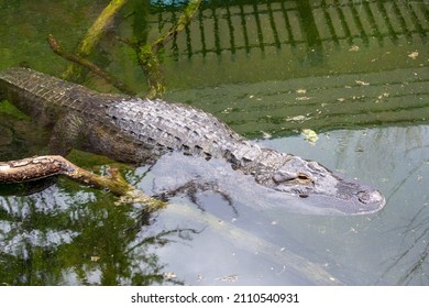 Alligator Swamp Thing In Green Water