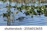 Alligator swimming in the Florida Everglades