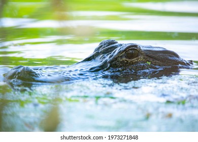 Alligator Swimming In Greenfield Lake In Wilmington, NC