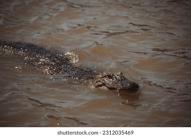Alligator swimming in the Louisiana bayou - Shutterstock ID 2312035469