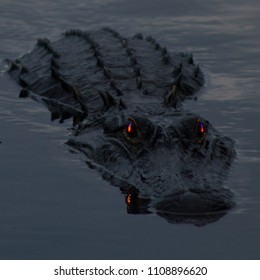 Alligator Swimming With Red Eyes